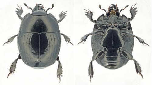 Réf. 189 541 : Pachylister inaequalis